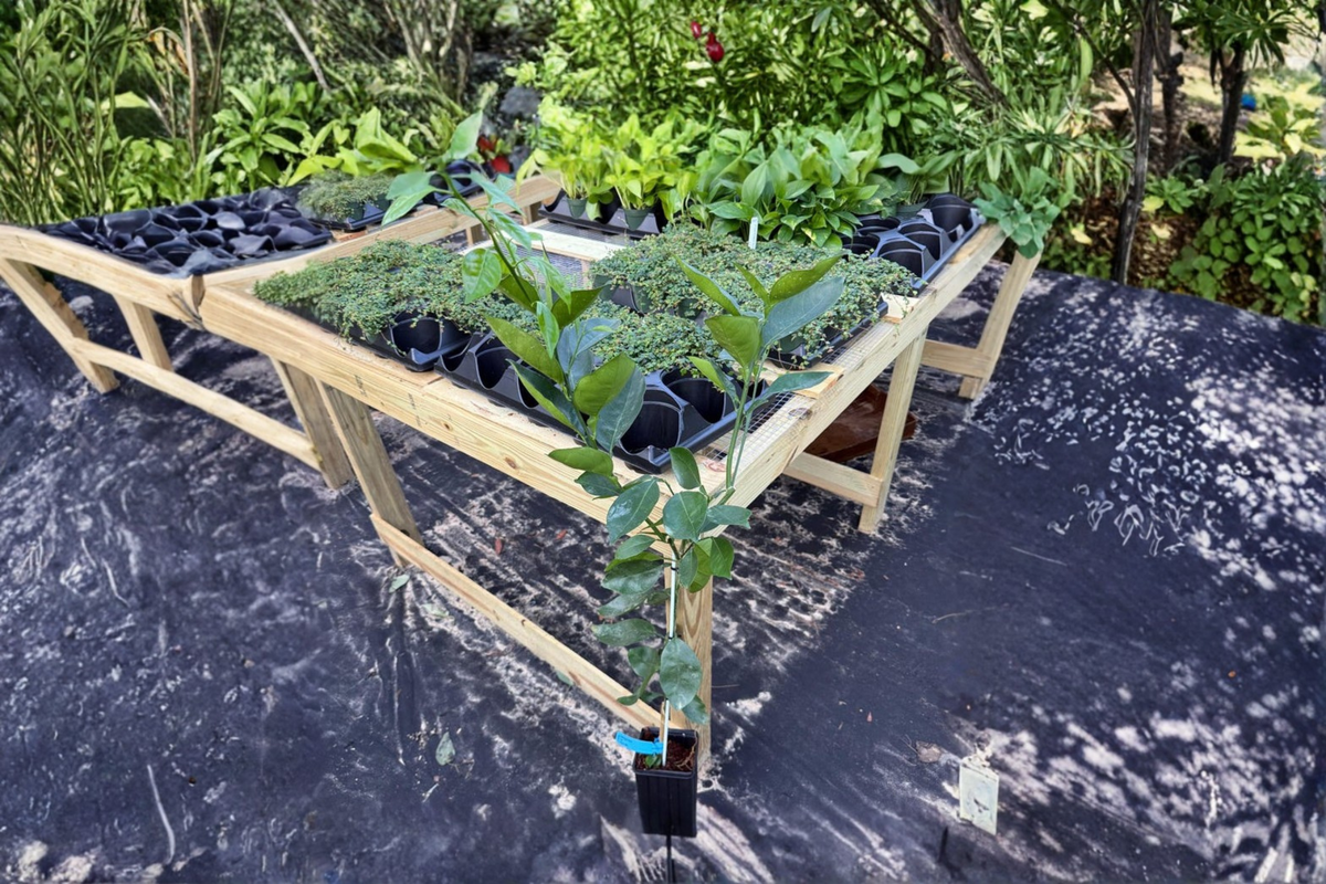 Washington Navel Orange Tree Live Plant - Grafted Citrus Fruit Tree - Citrus sinensis - Indoor Outdoor Garden Houseplant