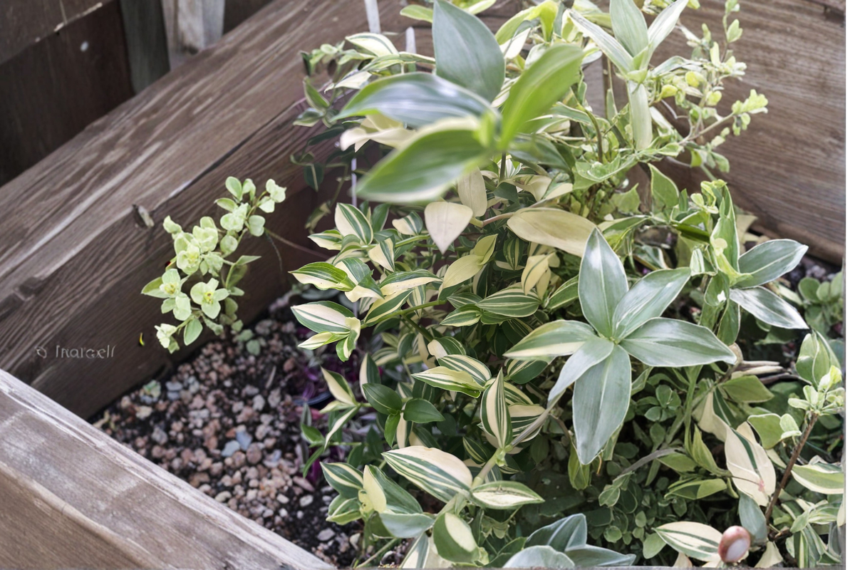Cream Wandering Jew Cuttings - 5 Variegated Tradescantia fluminensis - Green and White Indoor Plant Cuttings for Propagation