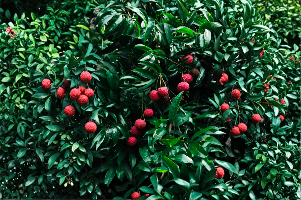 Lychee Tree Seedling - 1-2 Ft - Exotic Fruit Tree - Litchi chinensis - Live Plant for Home Orchard or Tropical Landscape