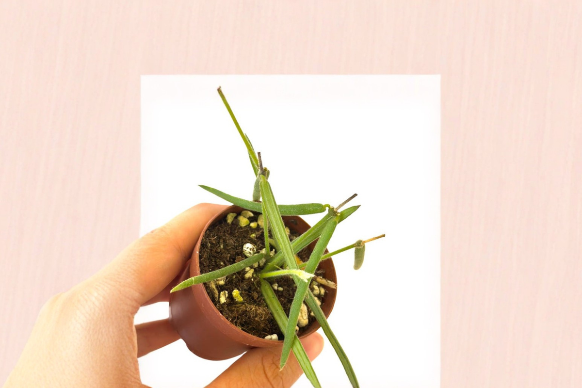 Hoya Linearis Live Plant 2 Inch Pot - Rare Trailing Houseplant for Indoor Decor - Hoya linearis