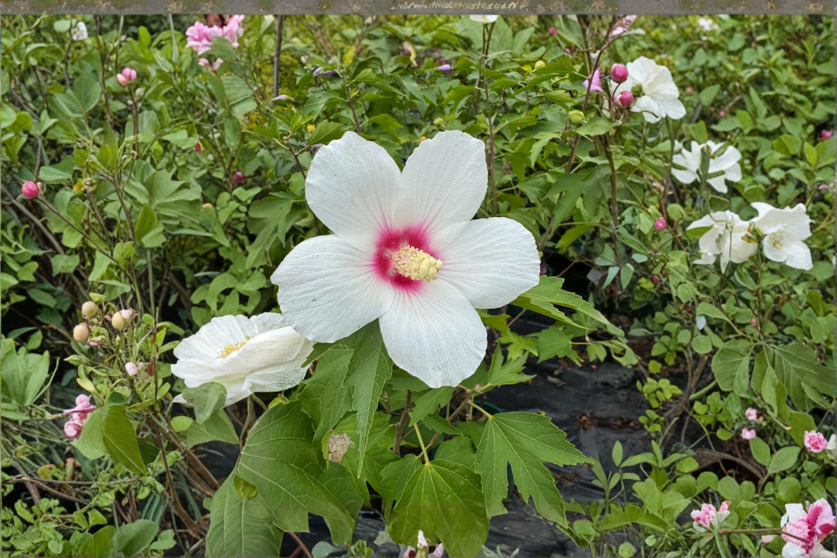 Lohengrin Rose of Sharon Live Plant 2 Gallon Pot Pink Flower Hibiscus Shrub Hibiscus × paramutabilis × syriacus 'Lohengrin'