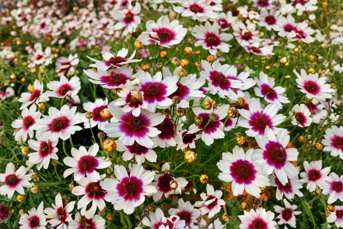 Coreopsis Ice Wine Live Starter Plant - 2.5" Pot - Perennial Tickseed with Daisy-Like Blooms - Coreopsis 'Ice Wine'