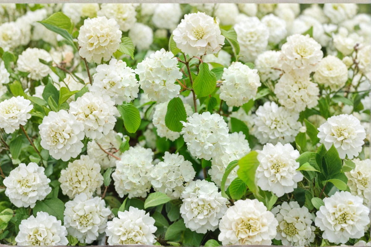 Popcorn Viburnum Live Plant 1 Gallon - White Spring Flowering Shrub - Viburnum plicatum ‘Popcorn’ - Ornamental Garden Accent