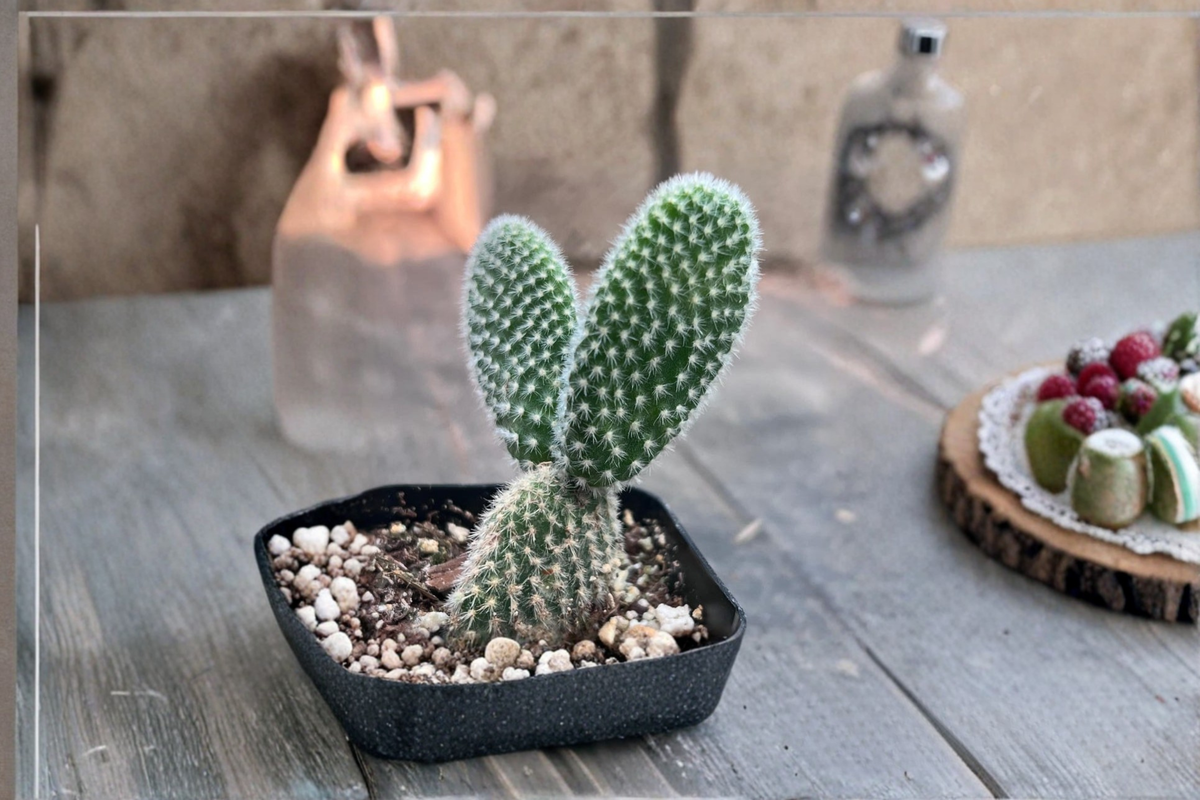 White Bunny Ears Cactus Live Plant 2 Inch Pot Opuntia microdasys Indoor Outdoor Succulent Houseplant Gift
