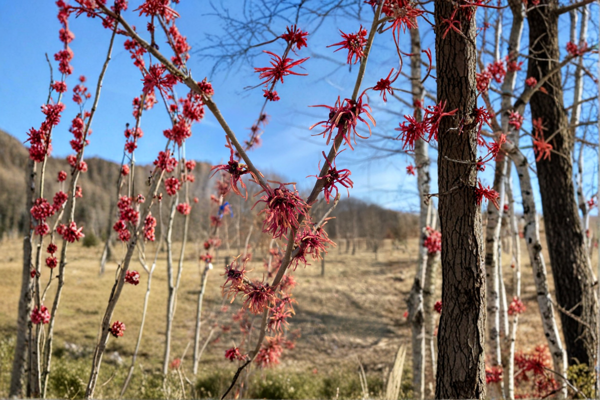 Jean Louis Witch Hazel Bare Root Live Plant - Yellow Winter Blooms - Hamamelis × intermedia - Hardy Ornamental Shrub
