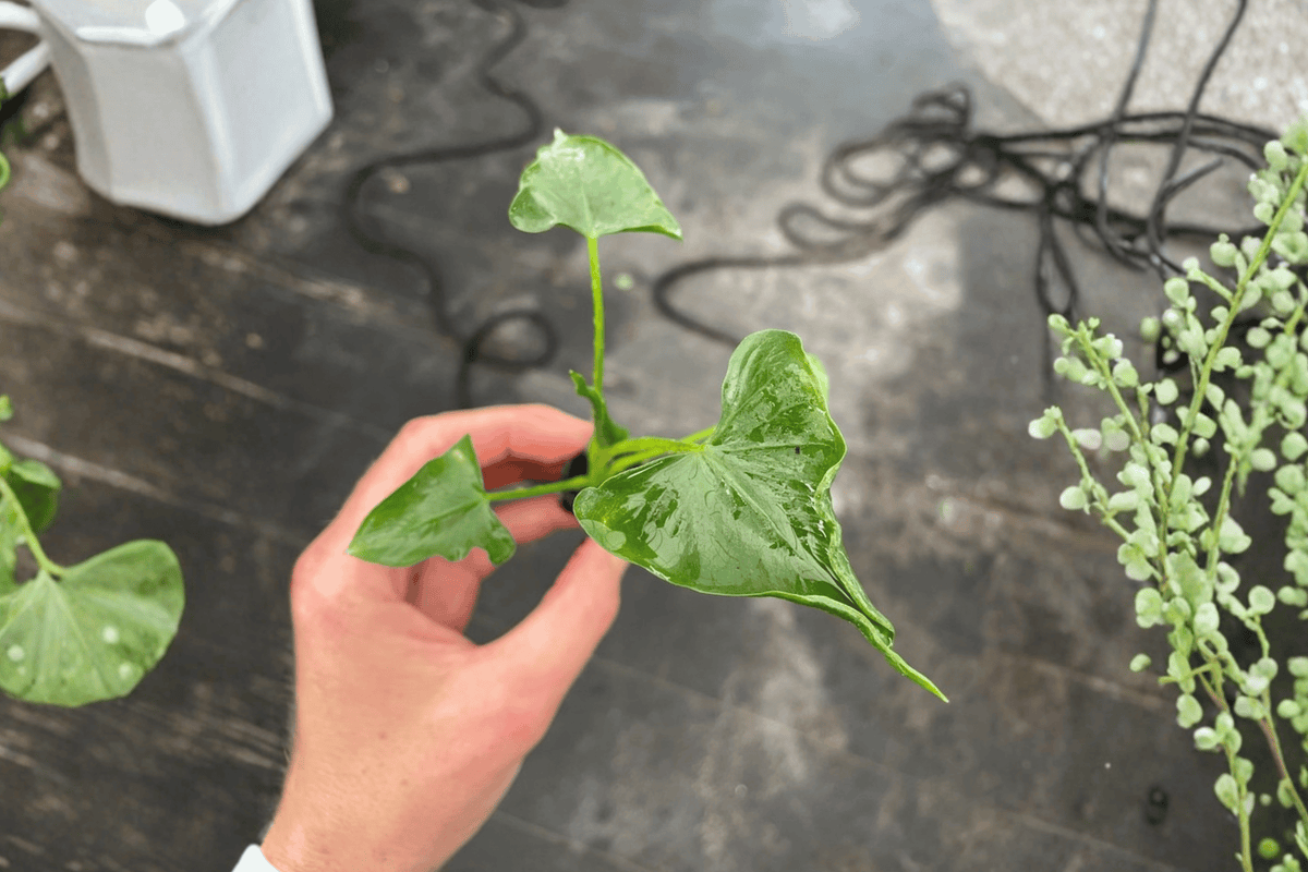 2 Alocasia Triangularis Starter Plants - Bare Root - Unique Triangular Foliage - Alocasia triangularis