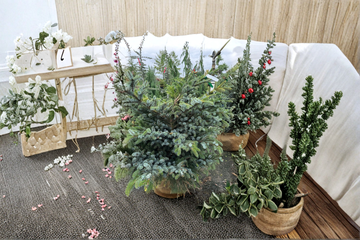 Tigertail Spruce Howell’s Dwarf Live Plant 12" Picea bicolor Evergreen Conifer in 1 Gallon Pot for Garden or Container