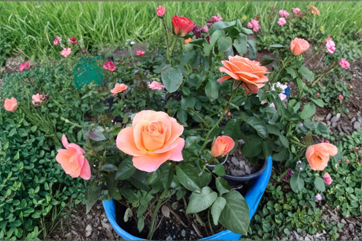 Grandiflora Rose Plant 1 Gallon - Orange Flowering Bush for Garden Landscaping (Rosa 'New Year')
