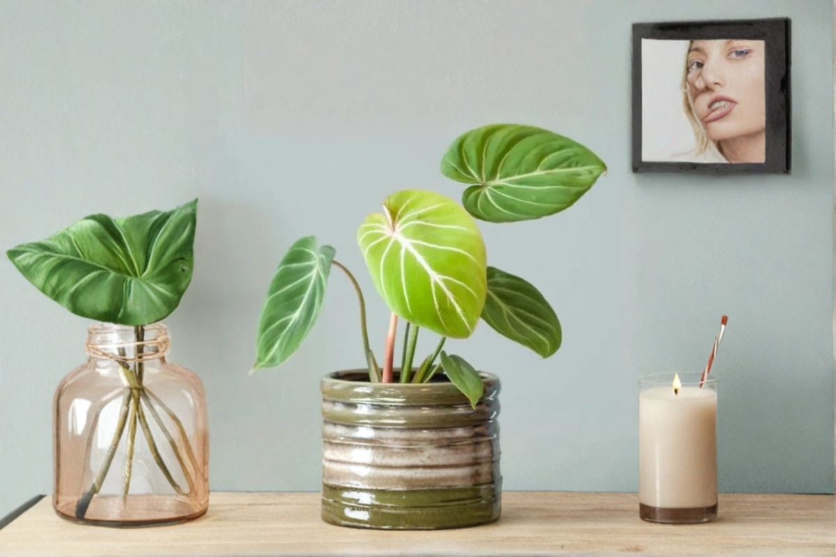 Philodendron Gloriosum Live Plant Cutting - Rare Tropical Houseplant with Velvet Leaves - Philodendron gloriosum
