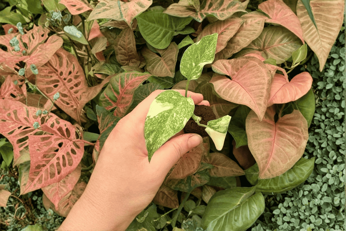 2 Live Monstera 'Legacy' Starter Plants - Tropical Climbing Aroid - Monstera 'Legacy' - Exact Plants Pictured - 2-Inch Nursery Pots