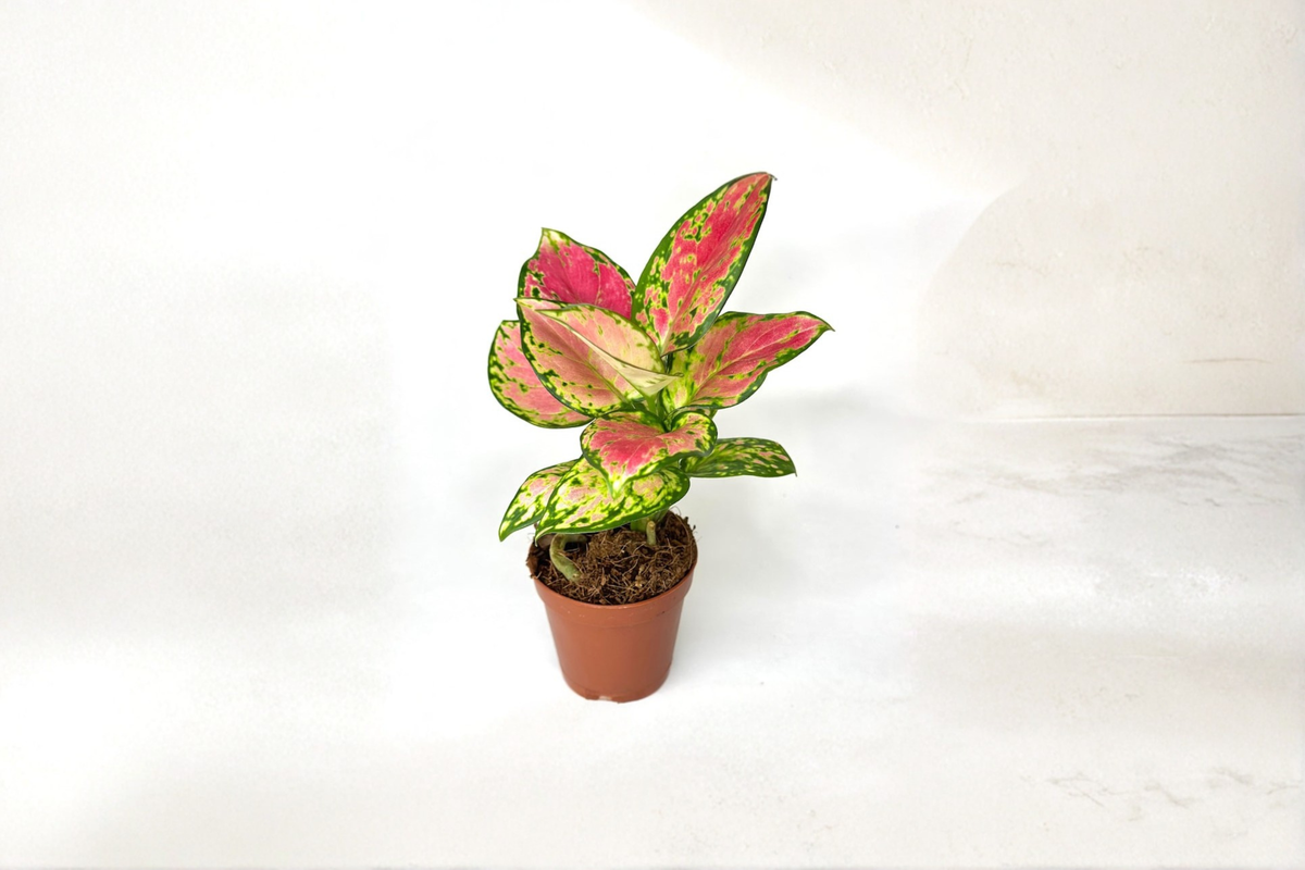 Aglaonema Pink Beauty Live Plant - 2 Inch Rooted Starter - Pink Chinese Evergreen - Aglaonema ‘Pink Beauty’ Indoor Houseplant