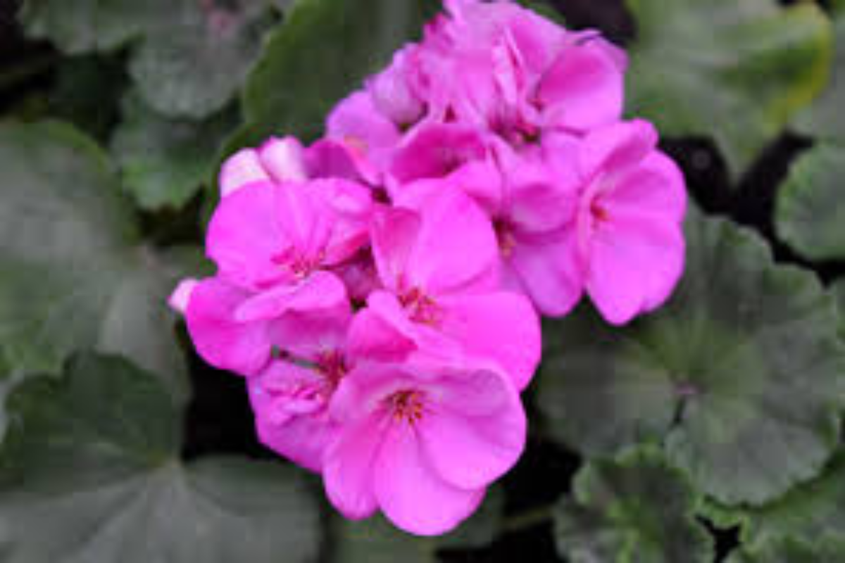 Purple Pink Zonal Geranium Cuttings - 12 Fresh 6 Inch Pelargonium × hortorum Starter Plants for Propagation