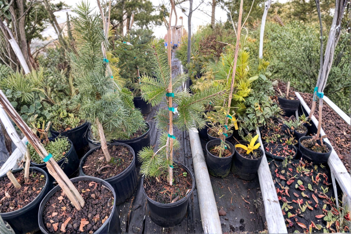 Weeping Evergreen Tree Live Plant 1 Gallon Graceful Grace Douglas Fir Pseudotsuga menziesii 'Graceful Grace'