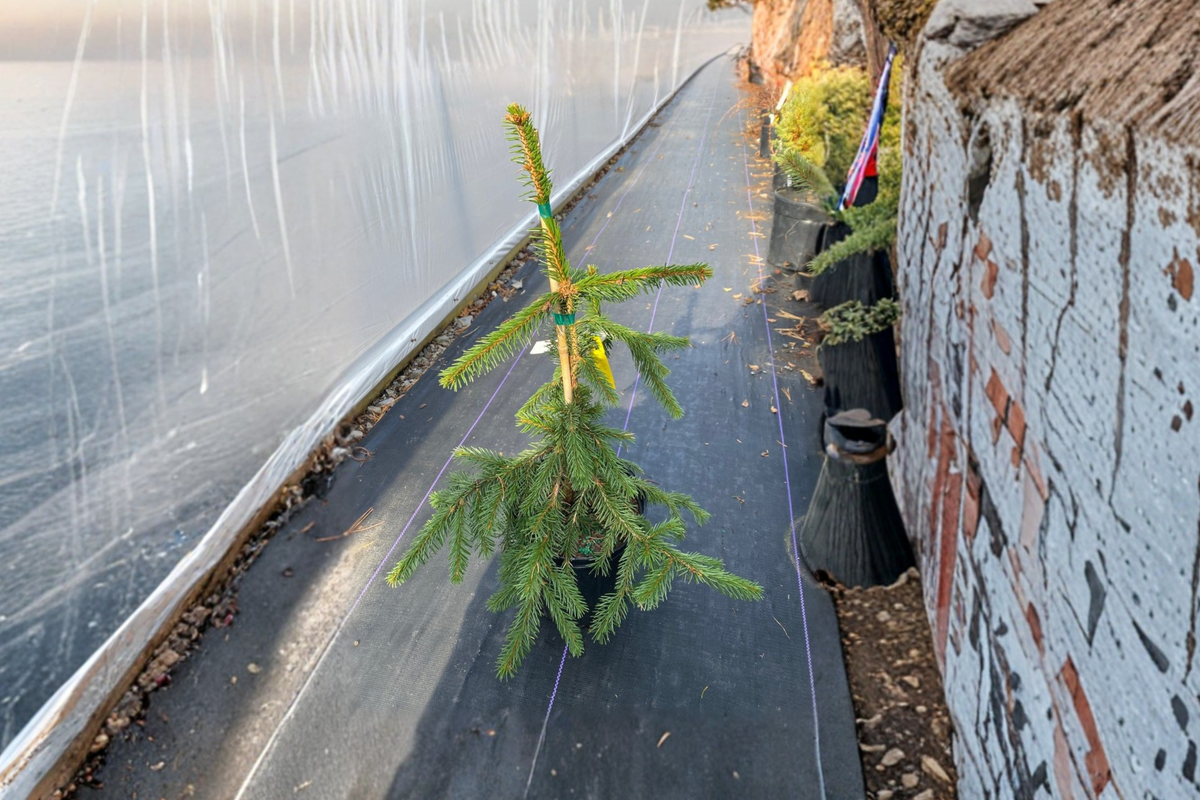 Gold Drift Weeping Norway Spruce 12 Inch Live Plant - Picea abies 'Gold Drift' - Golden Foliage Evergreen Conifer Garden Tree