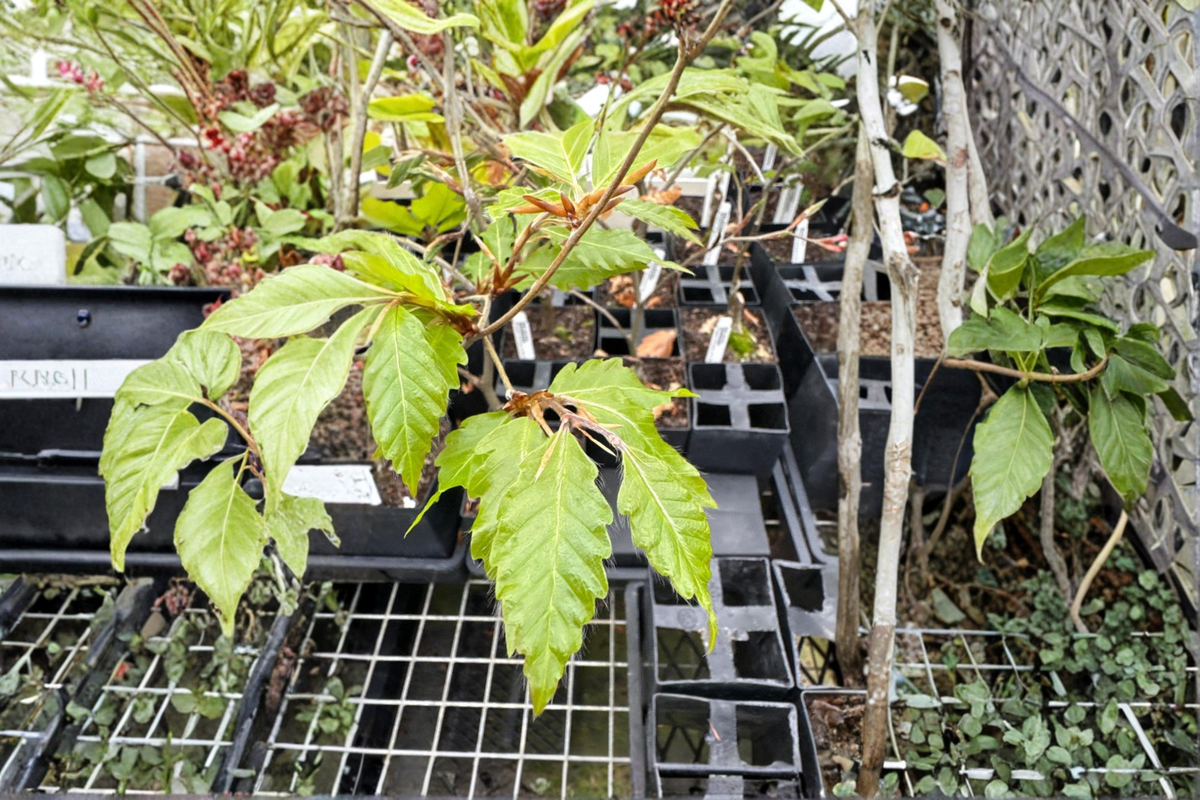 European Beech Live Plant 10 Inch Fagus sylvatica 'Sandrode' Grafted Ornamental Tree for Garden Landscape
