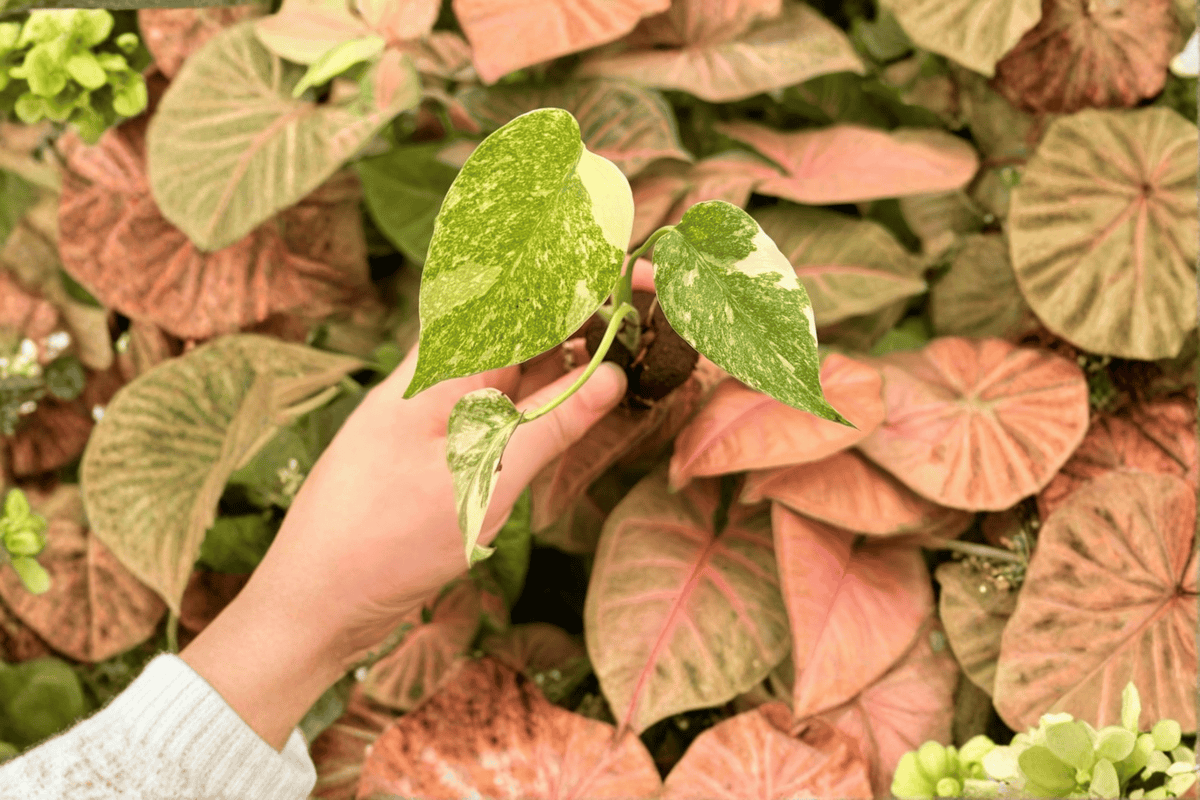 2 Monstera 'Legacy' Starter Plants - Live Tropical Aroids - Monstera 'Legacy' - 2-Inch Nursery Pots