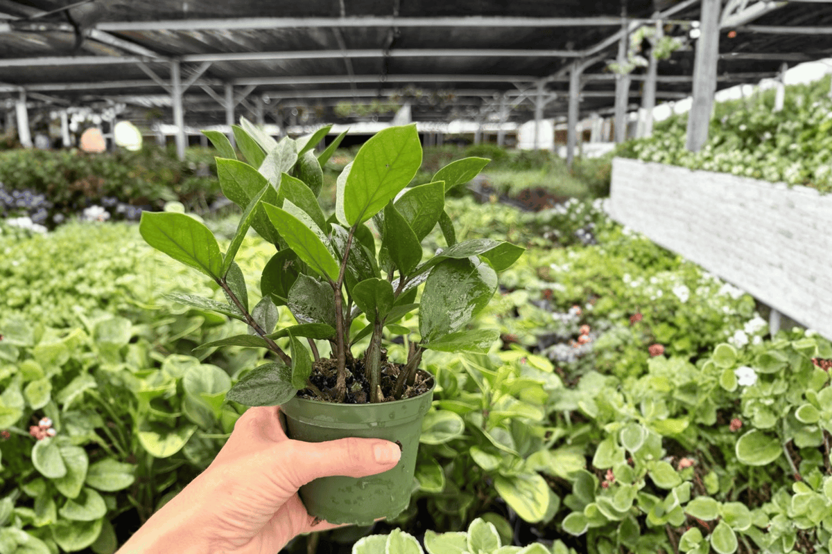 ZZ Plant 2 Live Plants in 4-Inch Pots - Zamioculcas zamiifolia - Glossy Green Foliage - Indoor Tropical Perennial