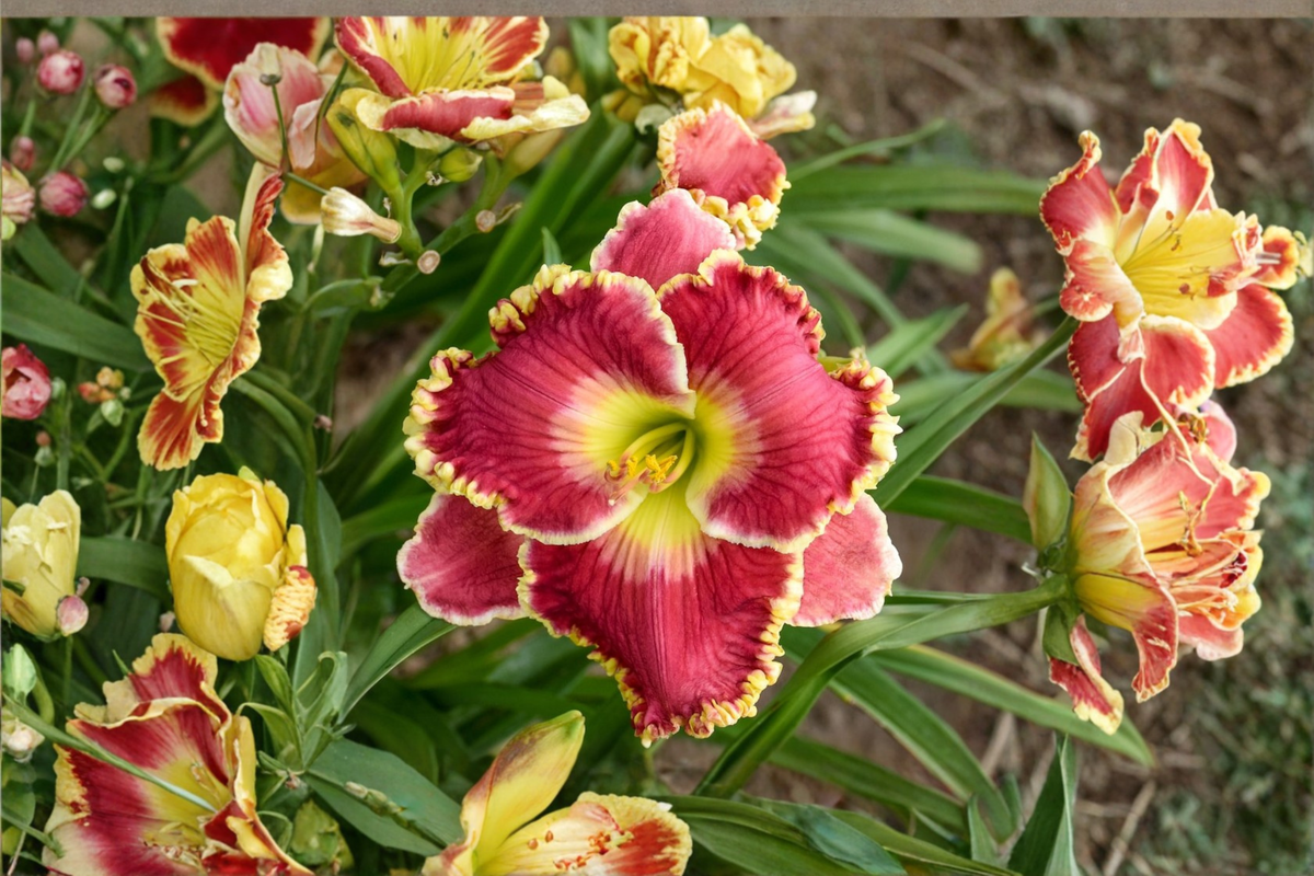 Bare Root Daylily Set of 3 - Hemerocallis ‘Born to Run’ Red Orange Flowers - Perennial, Easy Care Garden Border Plants