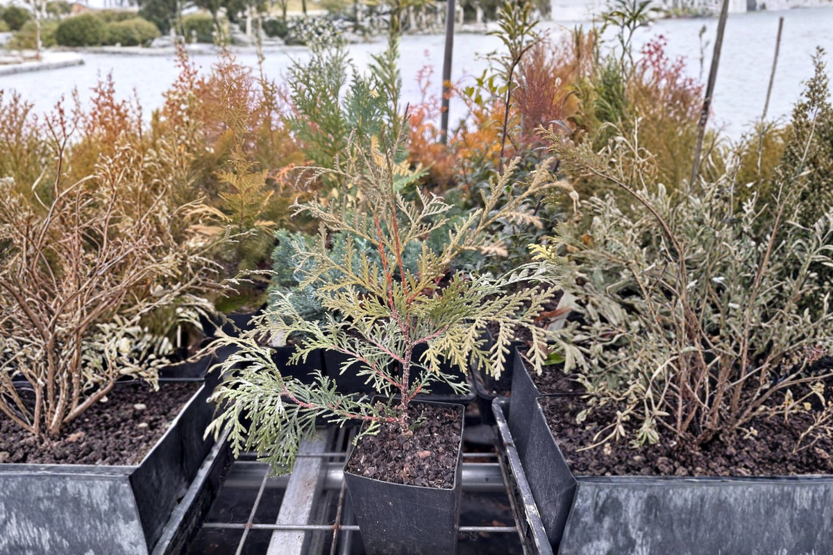 Dwarf Evergreen Shrub Quart Pot - Globosa Nova Arborvitae - Thuja occidentalis ‘Globosa Nova’ - Compact Green Foliage Plant