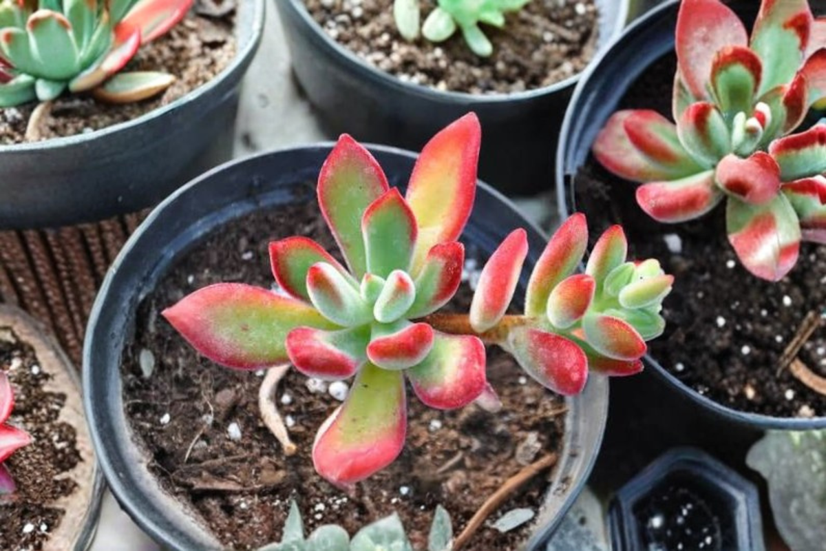 Echeveria Ruby Succulent Plant 2 Inch Pot | Red Velvet Echeveria | Echeveria pulvinata 'Ruby' | Indoor & Outdoor Decor