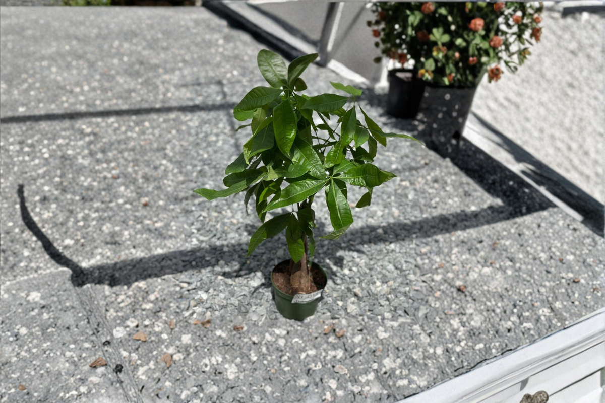 Money Tree Live Plant - Fully Rooted Starter - Pachira Aquatica - Tropical Indoor Houseplant for Home Decor & Gifts