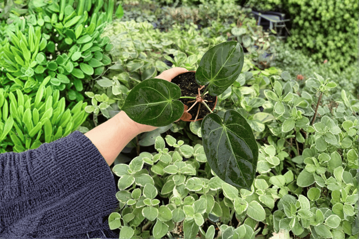 2 Anthurium Ace of Spades × Hoffmanii Live Plants in 4-Inch Pots - Tropical Foliage Aroid - Anthurium Hybrid