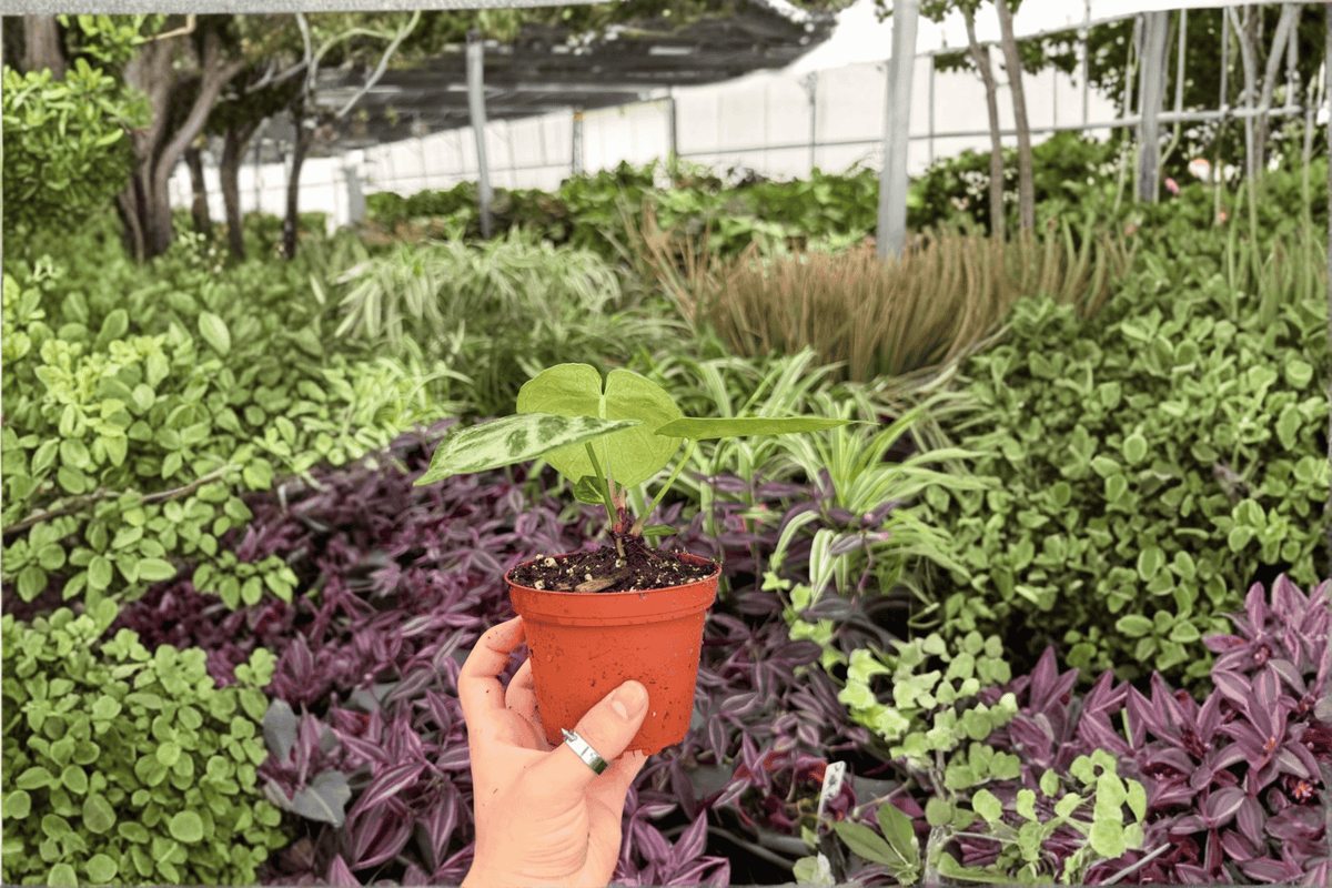 Anthurium Silver x Ferrari Live Plants - 4-Inch Pots - 2 Exact Specimens - Tropical Aroid Hybrid - Ornamental Foliage