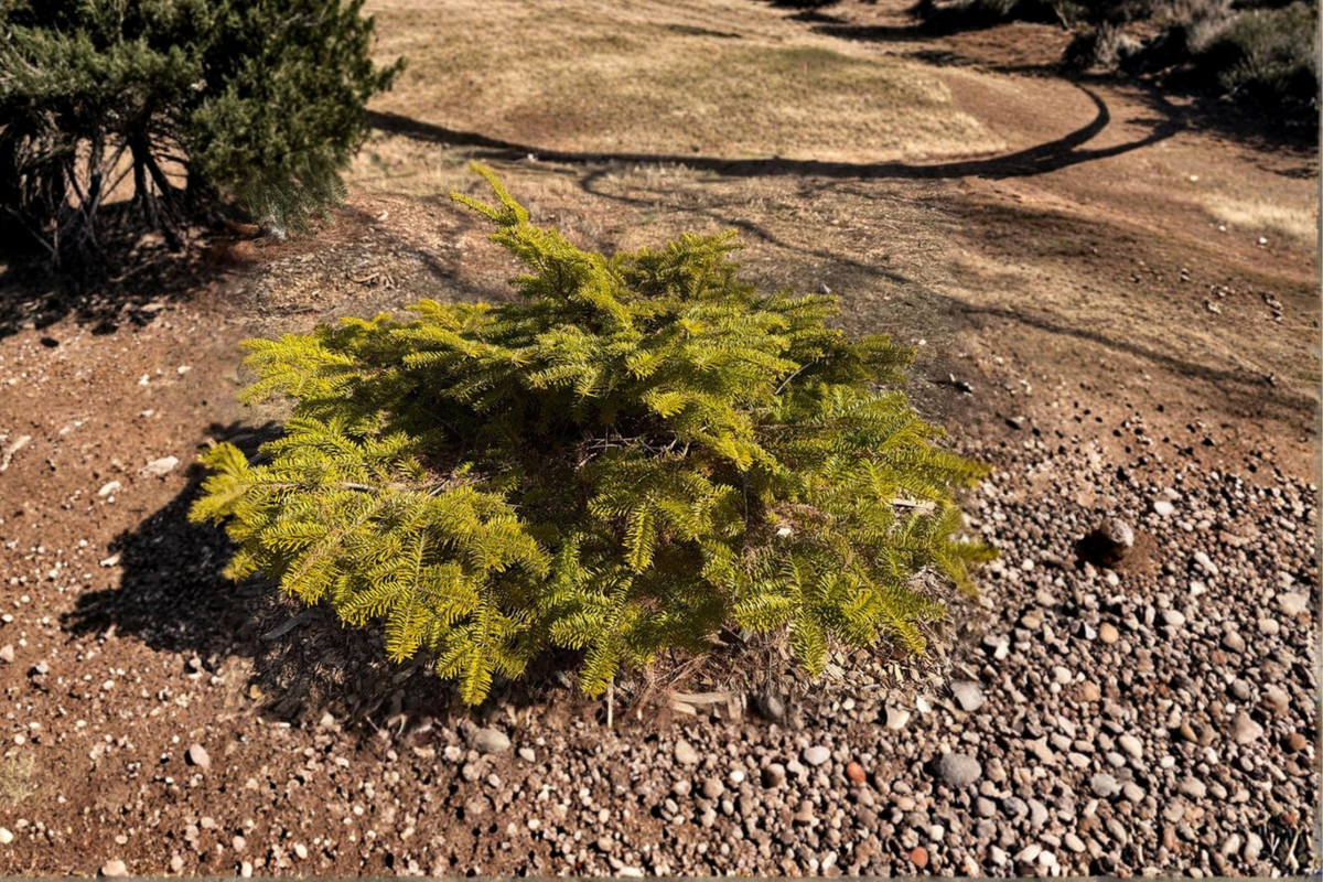 Golden Spreader Nordmann Fir 10 Inch Live Plant in 1 Gallon Pot - Abies nordmanniana Dwarf Evergreen with Golden Foliage