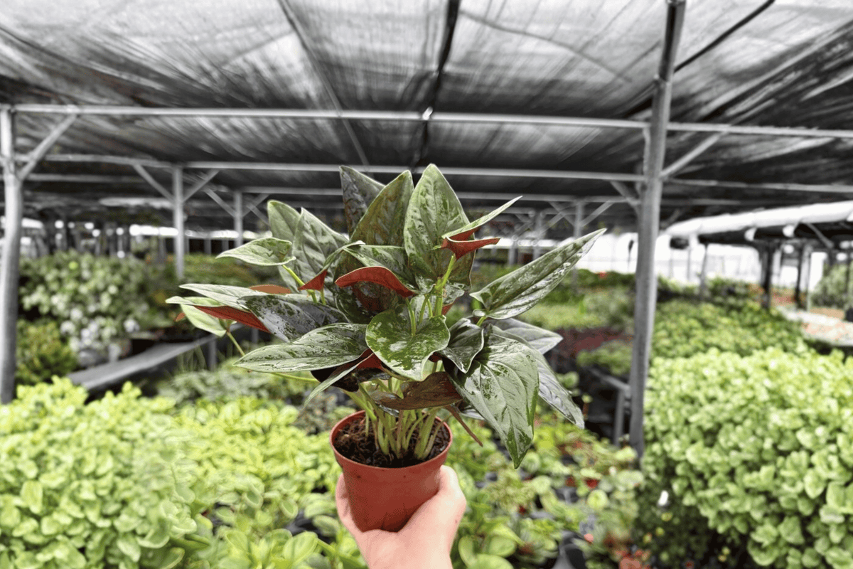 Syngonium Red Arrow Live Plants - 4-Inch Pots - 2 Exact Tropical Aroids - Syngonium ‘Red Arrow’ - Colorful Arrow-Shaped Foliage