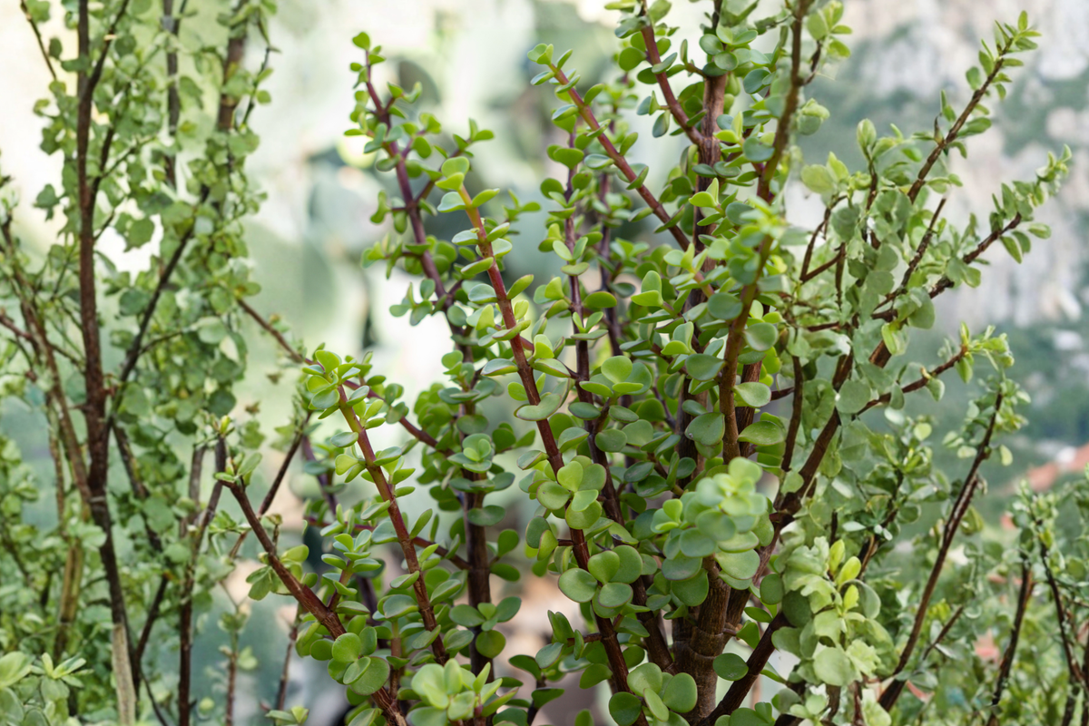 20 Rainbow Elephant Bush Cuttings - Variegated Succulent - Portulacaria afra - Green, Cream, Pink Foliage for Propagation
