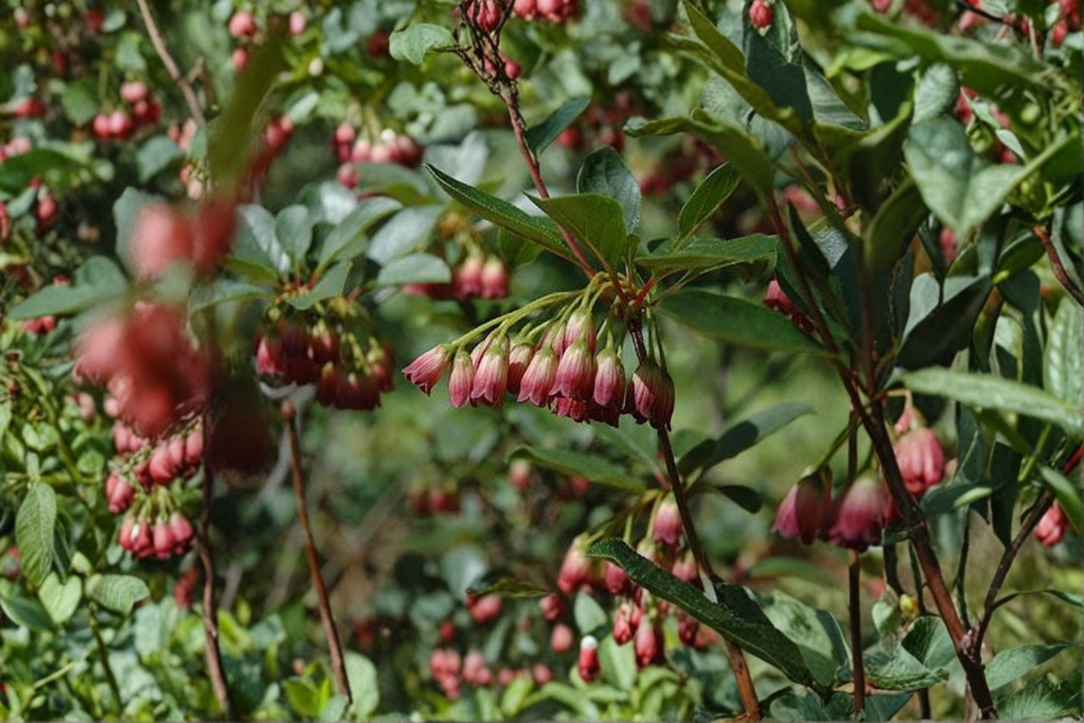 Red Velvet Enkianthus Live Plant 2 Gallon Pot - Enkianthus campanulatus with Red Vein Flowers & Fall Color - Deciduous Shrub