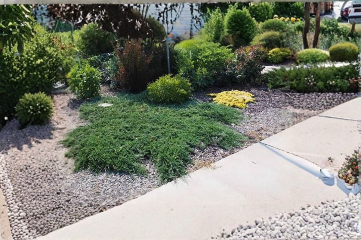 10 Live Blue Rug Juniper Plants | Juniperus horizontalis | Evergreen Groundcover | Low-Maintenance Landscape Solution