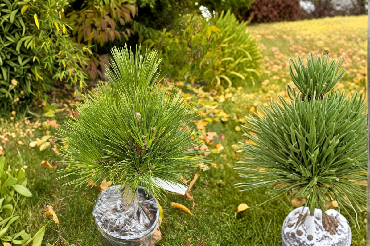 Japanese Black Pine Thundercloud Live Plant 1 Gallon Pot Pinus thunbergii Evergreen Bonsai Tree