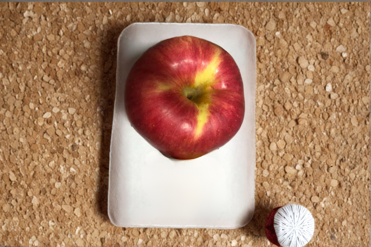Jumbo Apple Tree Seeds 10 Pack | Open Pollinated Variety | Malus domestica | Fruit Tree Garden Planting Seeds