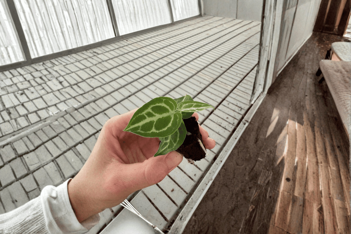 2 Anthurium Dorayaki × Crystallinum Starter Plants – Bare Root – Tropical Velvet-Leaf Hybrid – Anthurium Hybrid