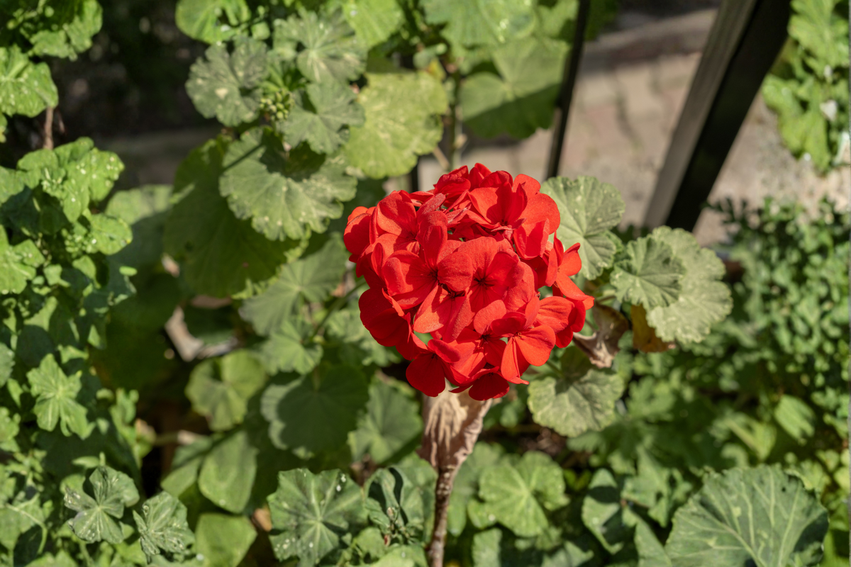 20 Live Geranium 'Calliope Red' Cuttings - Zonal Geranium (Pelargonium × hortorum) for Vibrant Blooms and Easy Propagation