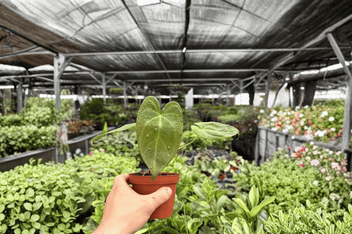 Anthurium Xone Live Plants - 4-Inch Pots - 2 Exact Tropical Foliage Plants - Anthurium 'Xone' - Indoor Container Growing