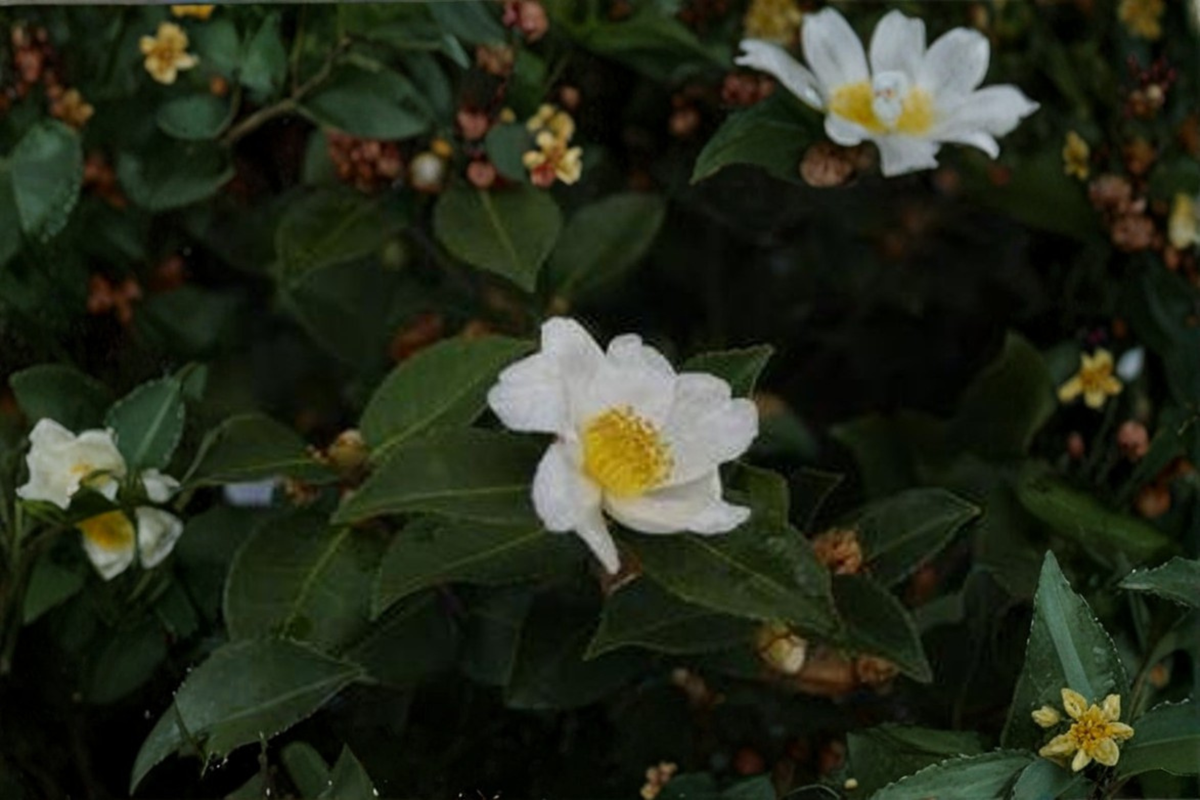 Winter's Star White Camellia Live Plant 1 Gallon Pot - Cold Hardy Hybrid Camellia × ‘Winter’s Star White’ - Evergreen Shrub