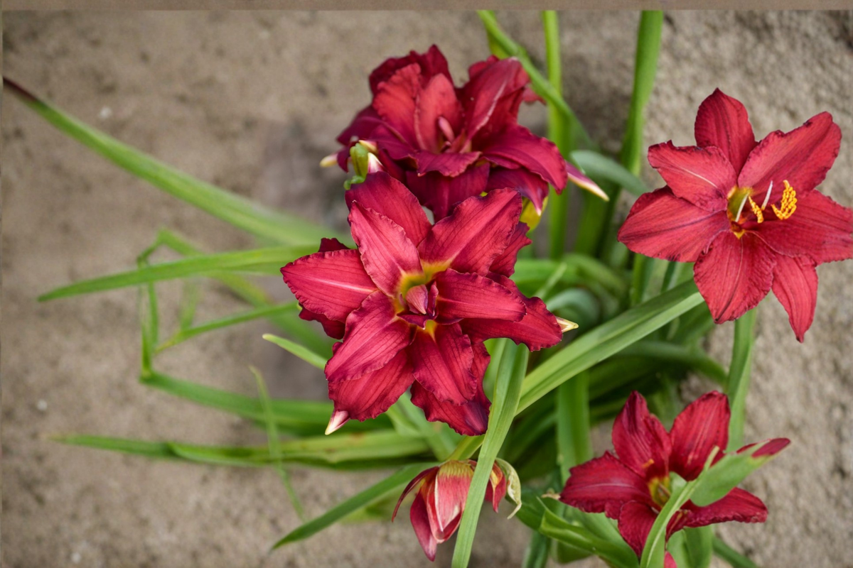 Double Pardon Me Daylily Bare Root Plant - Red Double Flowers, Perennial Hemerocallis for Easy Care Garden Borders
