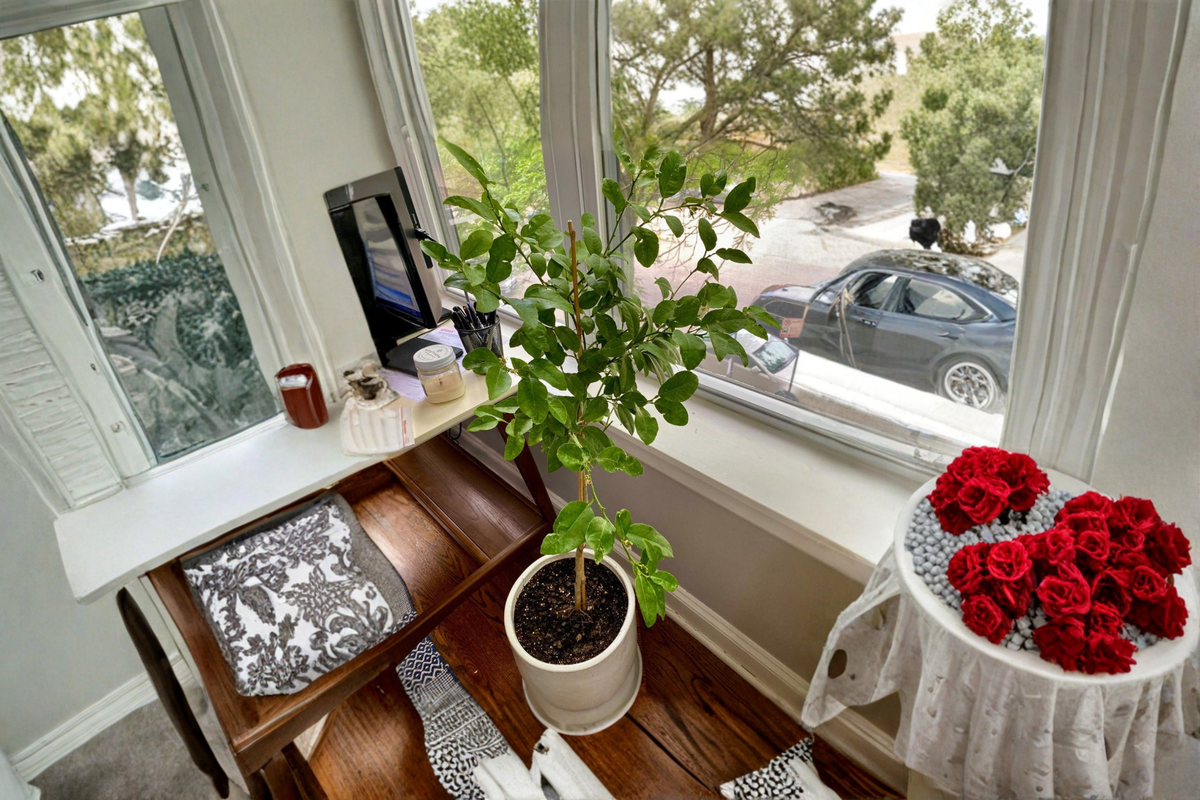 Thornless Key Lime Tree Grafted Live Plant - Citrus aurantiifolia - Fruiting-Age Evergreen Citrus for Patio Garden, Container