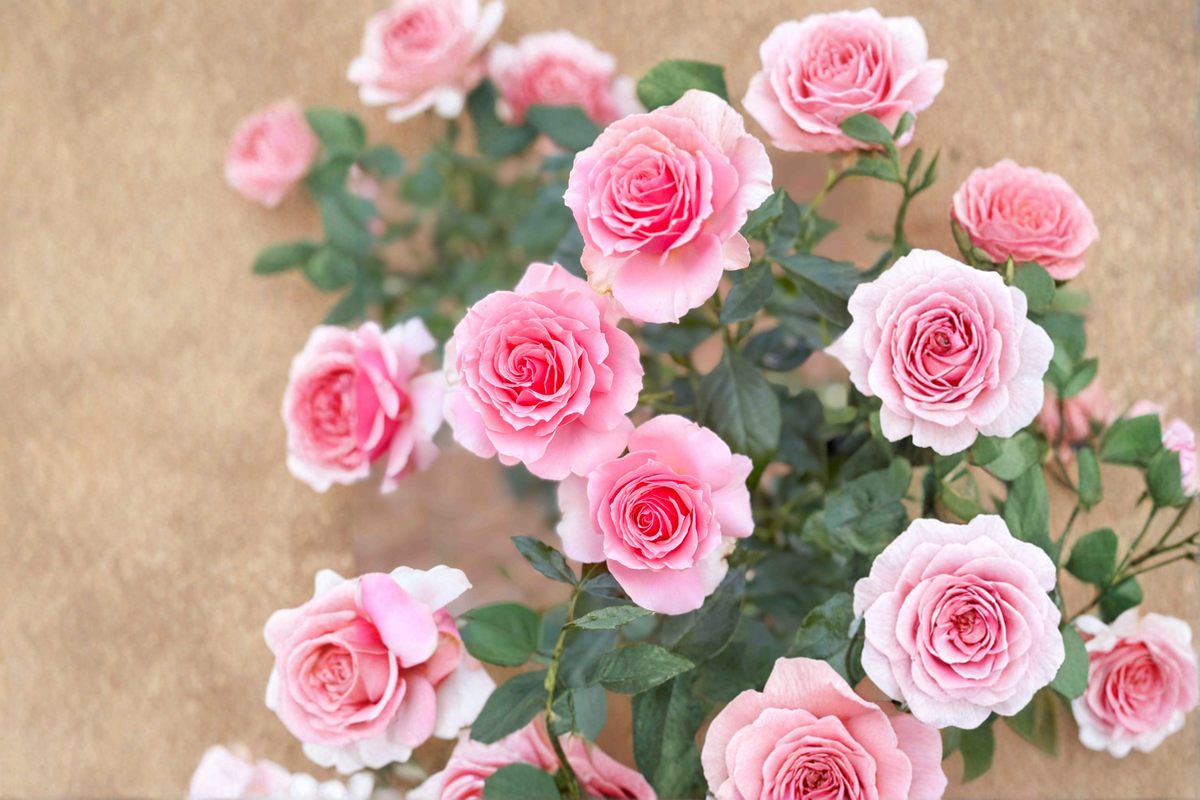 Tournament of Roses Plant 2 Gal Live Bush, Coral Pink Bloom Hybrid Tea Rose, Flowering Shrub for Garden Landscape