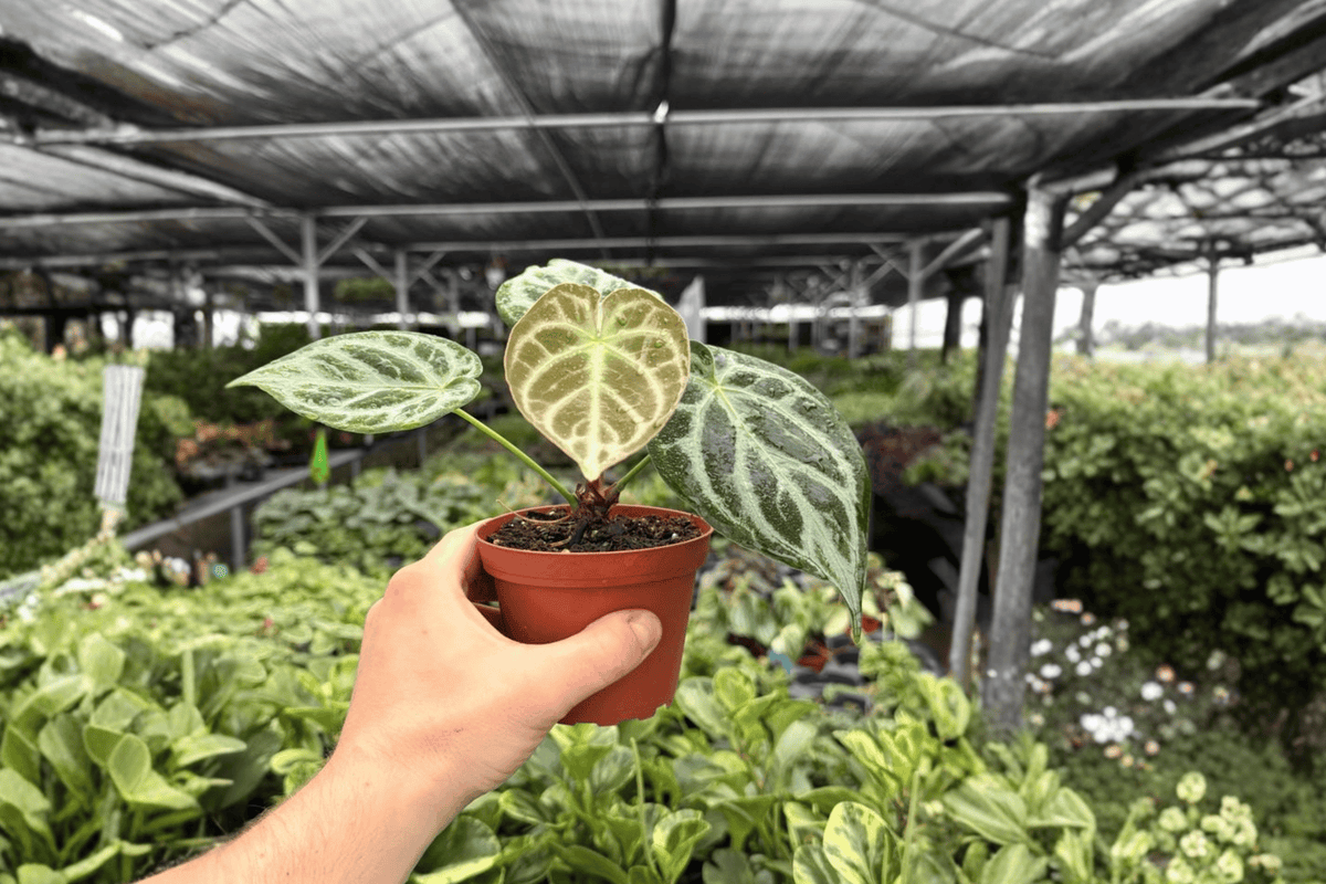 Anthurium Silver Blush x Silver Chrome Live Plants - 4-Inch Pots - 2 Exact Plants - Tropical Aroid Hybrid - Anthurium Hybrid