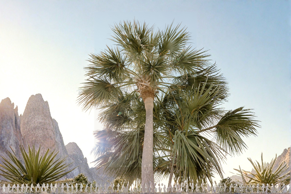 Texas Palmetto Palm Seedlings - 10-14 Inches Tall - Sabal mexicana - Live Plants for Tropical Landscapes - 2 Pack