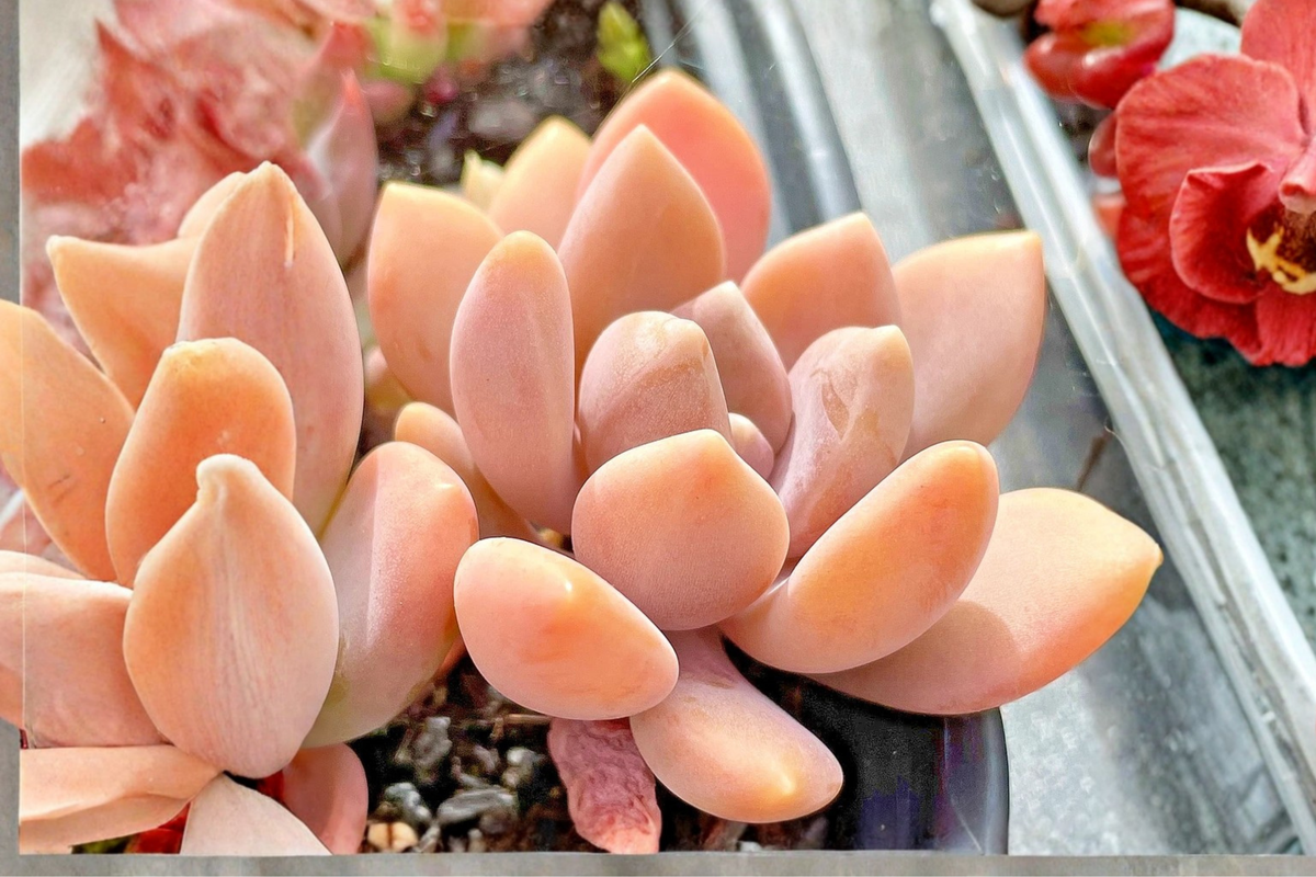 Graptophytum 'Supreme' Live Succulent in 2-Inch Pot - Fully Rooted Compact Rosette - Easy Care Indoor Plant