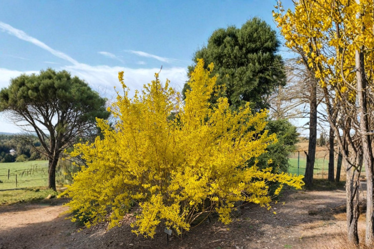Fiesta Variegated Forsythia Live Plant 1 Gallon Pot Yellow Spring Flowers Forsythia × intermedia ‘Fiesta’ Ornamental Shrub
