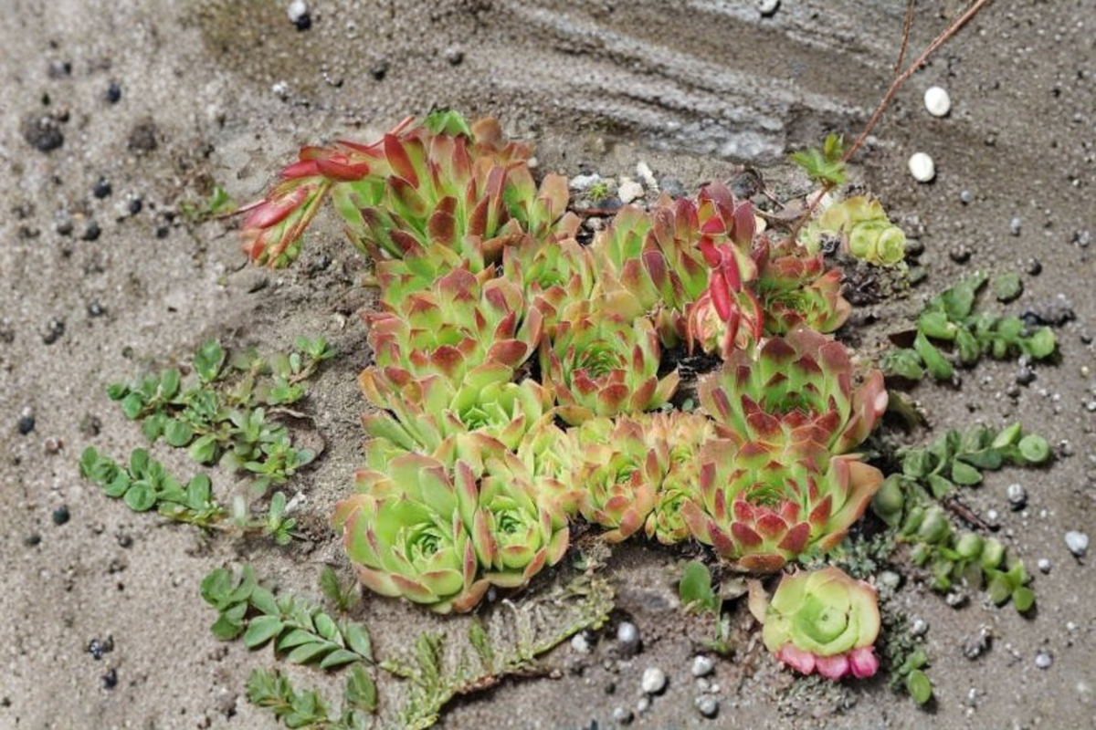 Live Sempervivum 'Nico' Succulent in 3.5-Inch Pot | Cold-Hardy Hens & Chicks | Easy-Care Houseleek Plant