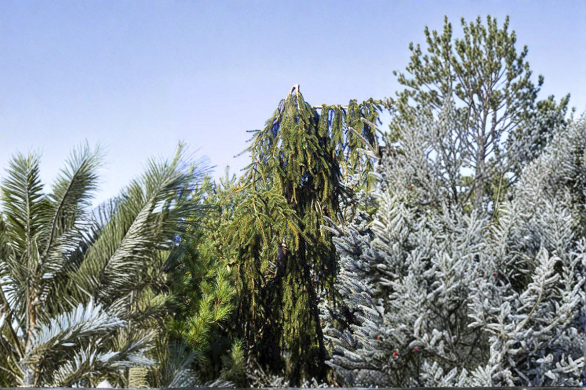 Aarburg Weeping Norway Spruce Live Plant 1 Gallon Pot Picea abies ‘Aarburg’ Cascading Evergreen Conifer for Landscape