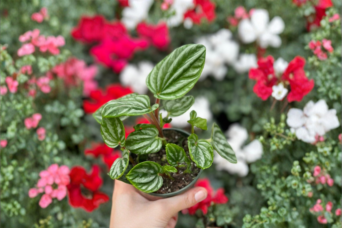 Peperomia Ecuador Live Plant | Rare Watermelon Peperomia Starter Plant | Indoor Houseplant | Peperomia sp.
