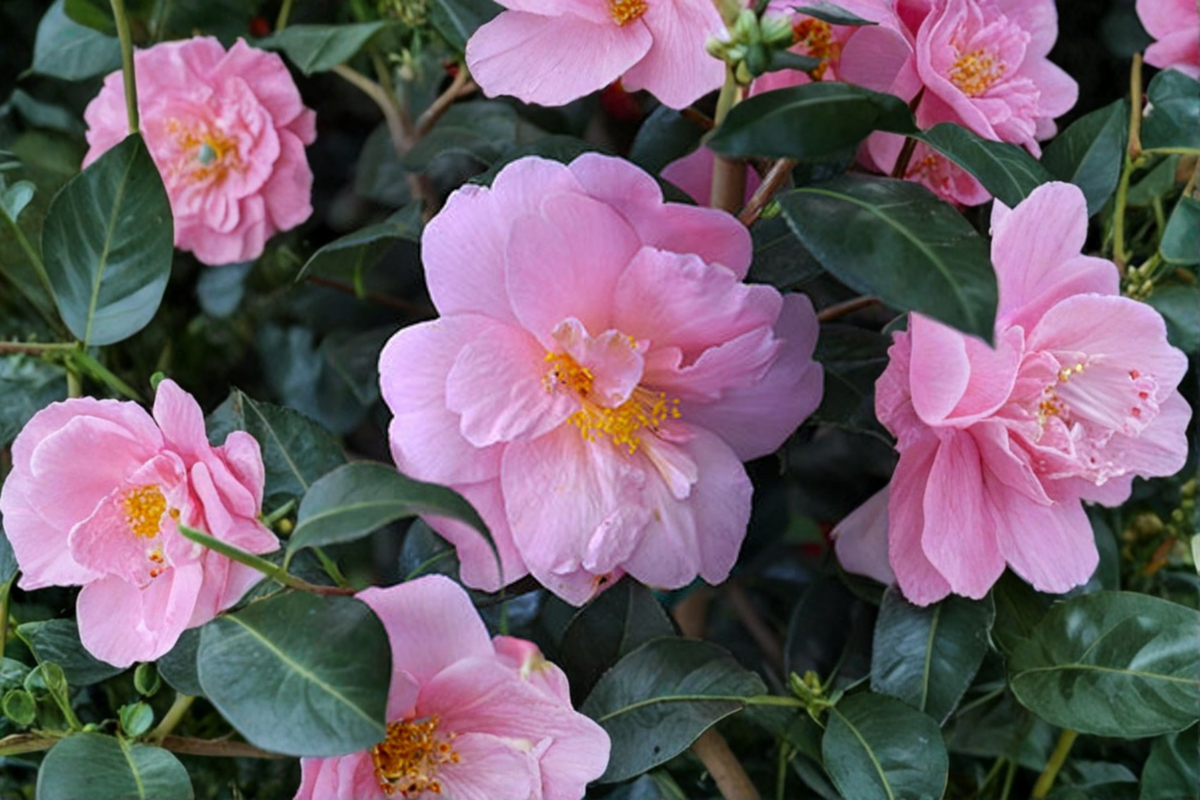 Fall Blooming Camellia 1 Gallon ‘Autumn Pink Icicle’ Pink Flowering Evergreen Shrub - Camellia sasanqua