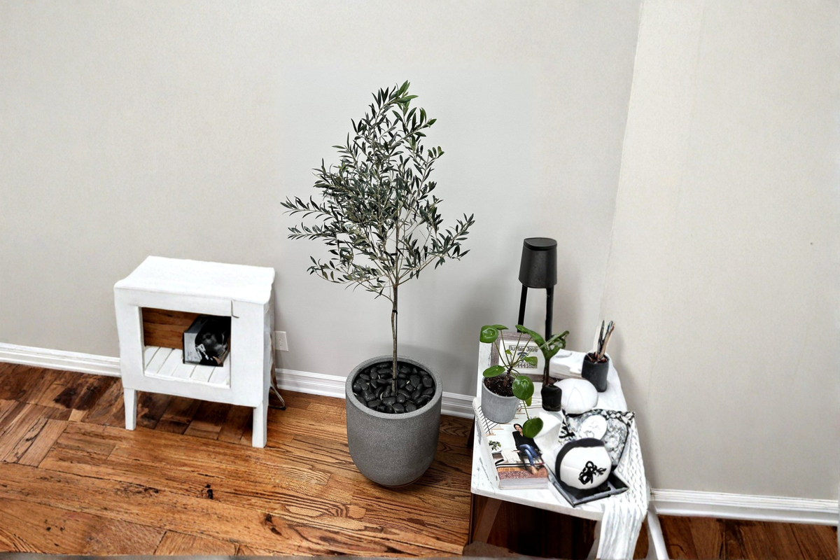 Arbequina Olive Tree Live Plant - Established Evergreen Fruit Tree - Olea europaea 'Arbequina' - Perfect for Mediterranean Gardens